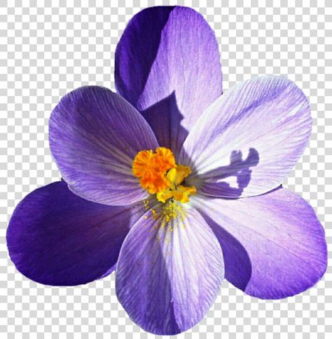 Flower Color Palette, Png Flowers, Flower Png Images, Photo Clipart, Crocus Flower, Vector Flowers, File Image, Pictures Images, Hd Photos