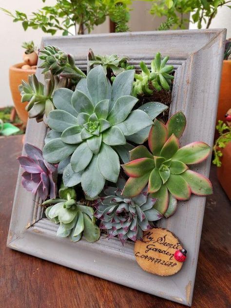 Make A Picture Frame, Cactus Leaves, Succulent Frame, Succulent Display, Succulent Wall Art, Succulent Garden Diy, Succulent Wall, Succulent Gardening, Wall Garden