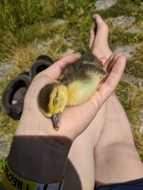 Duck Breeds, Duck Pictures, Duck And Ducklings, Pet Ducks, Sleeping Animals, Foster Kittens, Baby Ducks, Heart Warming, Two And A Half