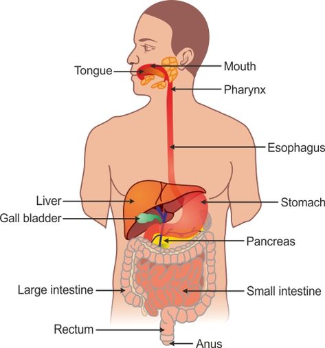 Human Alimentary Canal Diagram Drawing, Alimentary Canal Diagram, How To Draw Stomach, Mouth Diagram, Stomach Diagram, Science Exhibition Projects, Science Exhibition, A Human Heart, Gastric Juice