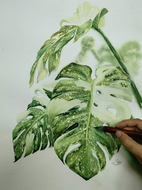 Variegated Monstera Painting, Plant Canvas Art, Botanical Watercolor Leaves, Watercolor Monstera Leaf, Monstera Watercolor Painting, Watercolor Art Leaves, Botanical Art Watercolors, Watercolour Monstera, Monstera Plant Painting