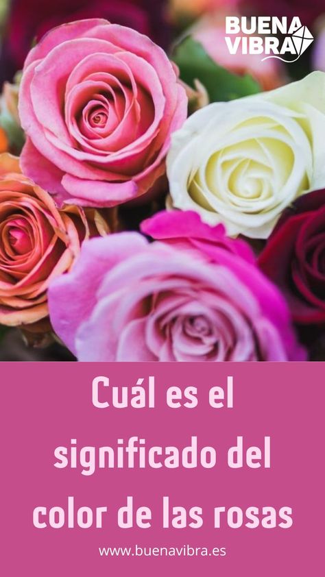 Te invitamos a descubrir el significado del color de las rosas y conocer cuál es la mejor opción a la hora de armar un regalo. Rosa Coral, Color Rosa, Plants, Flowers, Color