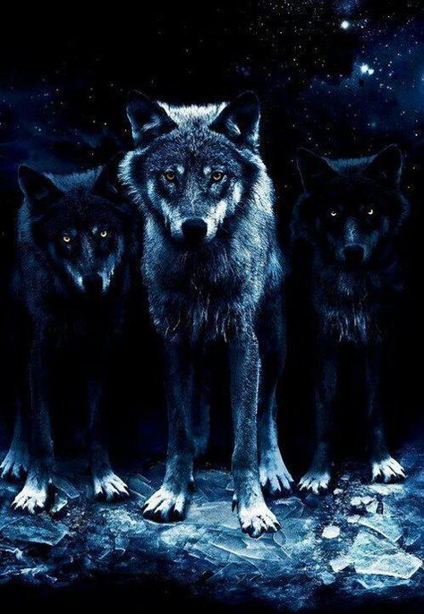 Wolf Pack Black Wolf, Wolves, Full Moon, In The Dark, Moon, Stars, Black