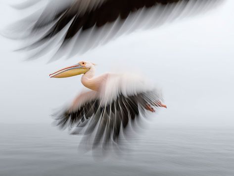 Swakopmund Namibia, Movement Photography, Animal Movement, Photography Animals, Photo Techniques, Camera Movements, Powerful Images, Fine Art Photo, Bird Photography