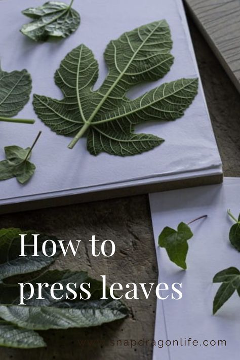 Leaf And Flower Pressing, Press Leaves Diy, How To Dry Leaves For Crafts, How To Press Leaves, How To Dry Leaves, Plant Pressing, Pressing Leaves, Diy Flower Decorations, Preserve Leaves