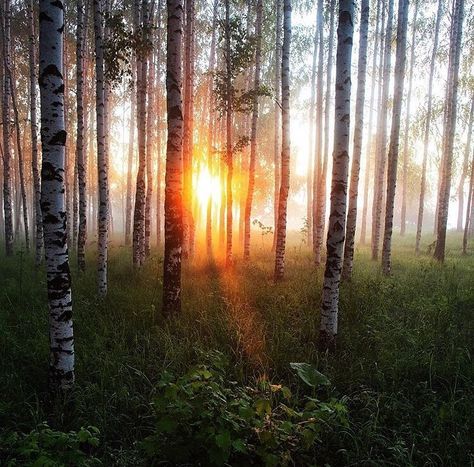 Birch Forests are lush temperate biomes, usually near other biomes. #nature #forest # sunshine Piotr Rasputin, Photography Poetry, Siberian Fir, Horse Games, Birch Forest, Norwegian Forest, Poetry Art, Fig Tree, Country Farm