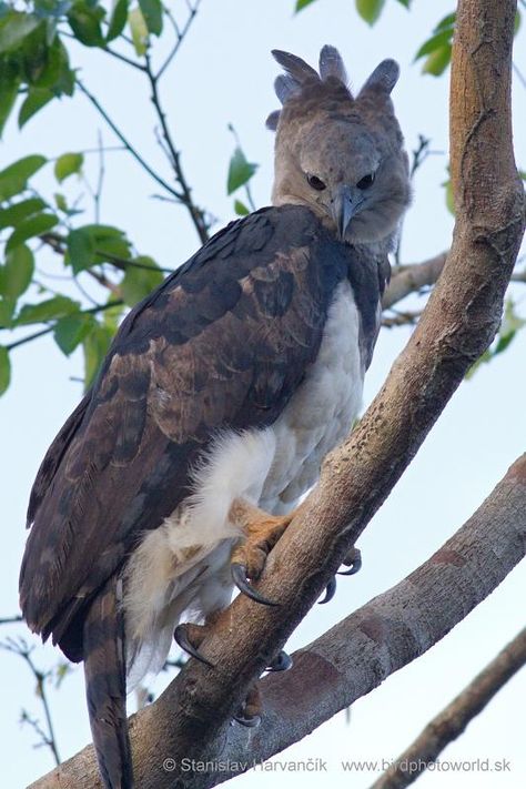 Harpy Eagle (Harpia harpyja) videos ... Harpy Eagle Flying, Harpy Eagle, Raptors Bird, Eagle Images, Bird Of Prey, Bear Claws, Rare Animals, Funny Birds, Colorful Animals