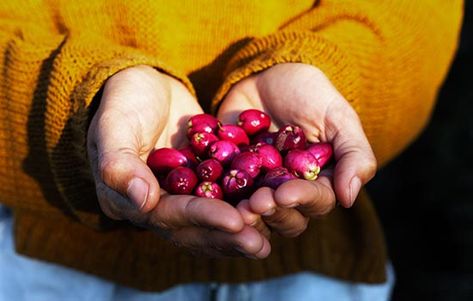 How bringing Australian edible plants into your classroom can deepen understanding of Indigenous cultures and histories Aboriginal Food, Melbourne Garden, Bush Tucker, Native Foods, Australian Plants, Australian Native Plants, Australian Native, Flavored Drinks, Quick Weeknight Dinners