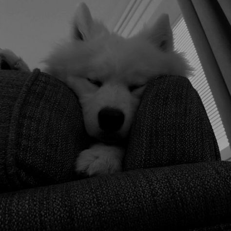 White Dog Aesthetic Dark, Grey Dog Aesthetic, Grey Homescreen, Grey Widgets, Grey Animals, Black Puppy, Grey Pictures, Samoyed Dogs, Meaningful Lyrics