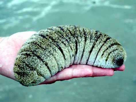 Sea Cucumbers are scavengers that feed on small food items in the benthic zone (seafloor). Description from otlibrary.com. I searched for this on bing.com/images Sea Cucumber, James Cook, Sea Anemone, Deep Sea Creatures, Interesting Animals, Marine Fish, Aquatic Animals, Marine Biology, Weird Creatures