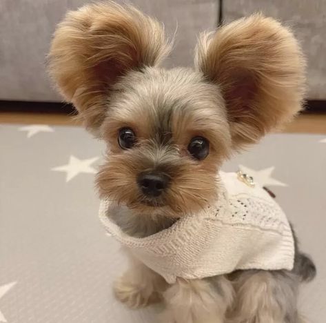 cute baby yorkie pup ♡ Yorkie Bear Haircut, Yorkie Aesthetic, Yorkie Teddy Bear Cut, Yorkie Puppy Haircuts, Yorkie Puppy Cut, Monkey Pet, Yorkshire Terrier Grooming, Yorkie Cuts, Baby Yorkie