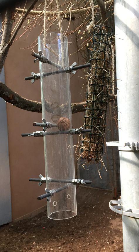 Foraging enrichment for macaws: kerplunk with wingnuts and rods, and suede feeder with hay and nuts on the background. Monkey Enrichment Ideas, Squirrel Enrichment, Primate Enrichment Ideas, Enrichment For Zoo Animals, Animal Enrichment Ideas, Macaw Enrichment, Rat Enrichment, Bird Enrichment, Parrot Enrichment