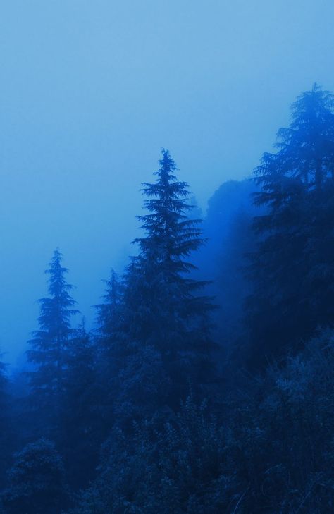 Blue Nature, Blue Nature Aesthetic, Foggy Blue Aesthetic, Blue Woods Aesthetic, Blue Forest Aesthetic, Forest Aesthetic Blue, Dark Blue Fog Aesthetic, Blue Melancholy Aesthetic, Dark Blue Forest Aesthetic