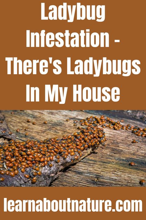 Ladybug Infestation Nature Website, Ladybug House, Flying Animals, Bug Infestation, Home Outside, About Nature, What To Use, Blue Ridge Mountains, Beetles