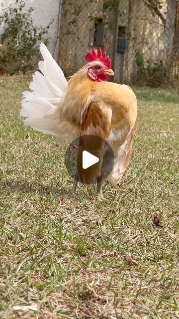 Serama Chicken, Yard, Chicken, On Instagram, Instagram