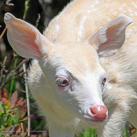 Albino Animals, Photographie Portrait Inspiration, Animal Study, Pretty Animals, Silly Animals, Baby Deer, Cute Creatures, Animal Photo, Cute Little Animals