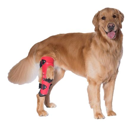 ACL tears are the most common orthopedic injuries in dogs. Our custom-made dog knee braces can help your dog heal without the need for surgery. Learn more! Torn Acl In Dogs, Acl Brace, Dog Braces, Knee Health, Torn Acl, Acl Tear, Bluetick Coonhound, Leg Braces, Casting Kit