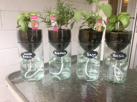 Plants In Bottles, Plant Pot Diy, Growing Plants Indoors, Home Decor Ideas Living Room, Home Decoration Ideas, Home Vegetable Garden, Self Watering Planter, Ideas Living Room, Propagating Plants