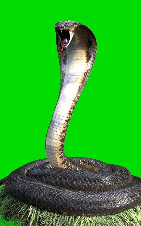 Snake Anime, Anime Snake, Aesthetic Snake, Snake Aesthetic, Venom Character, King Cobra Snake, शादी की तस्वीरें, Venomous Snake, Foto Macro