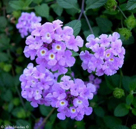 Lantana. (Perennial Lantana Montevidenis). This violet/purple flower blooms all year and attracts birds and butterflies, allowing us to share moments with nature on the site court.-DR Landscape Designer www.bcnumber3.com Building Center No.3 Purple Lantana, Lantana Flower, Lantana Plant, Making Plant Pots, Purple Plants, Cottage Garden Plants, Most Beautiful Flowers, Tropical Landscaping, Pretty Plants