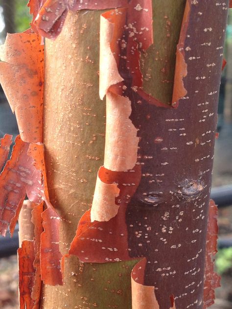 Maple Tree Bark, Paperbark Maple, Architectural Plants, Cat Garden, Maple Tree, Japanese Maple, Deciduous Trees, Tree Bark, Green Plants