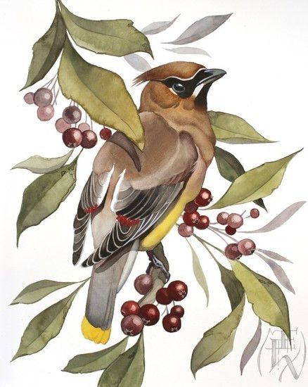 Cedar Waxwing Tattoo, Painted Archway, Bullfinch Painting, Watercolor Wren Bird, Cedar Waxwing Drawing, Cedar Waxwing Bird, Waxwing Bird, Watercolor Nuthatch, Coloring Video