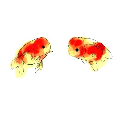 Ranchu Fish Drawing, Oranda Goldfish Drawing, Cute Goldfish Drawing, Gold Fish Tattoo, Goldfish Drawing, Goldfish Wallpaper, Goldfish Tattoo, Goldfish Art, Goldfish Pond