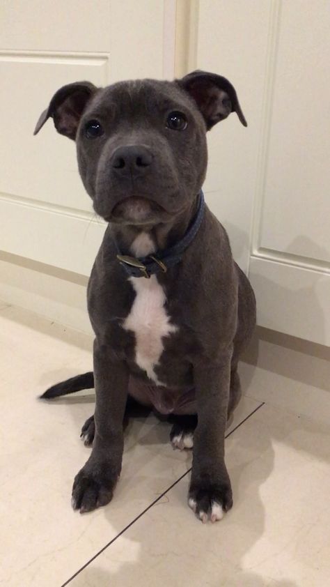 Grey Staffy Puppy, Cute Staffy Puppies, Blue Staffy Aesthetic, Cute Dogs To Get, Blue Staffordshire Bull Terrier, Grey Staffy, Staffies Dogs, Blue English Staffy, Blue Staff