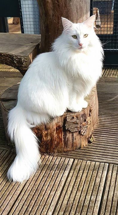 Norwegian Forest Cat White, Black Norwegian Forest Cat, Lackadaisy Oc, Norwegian Cat, Cottagecore Cat, Cat References, Domestic Cat Breeds, Cat Anatomy, Rare Cats