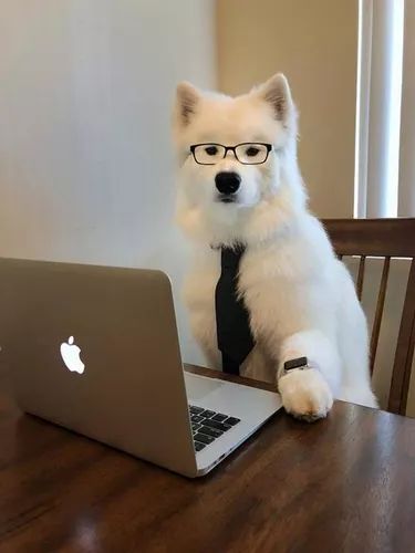 20 Dogs With Very Important Jobs | Cuteness Dogs With Jobs, Cute Dog Wallpaper, Samoyed Puppy, Dog With Glasses, Samoyed Dogs, Fluffy Dogs, Dog Wallpaper, White Dog