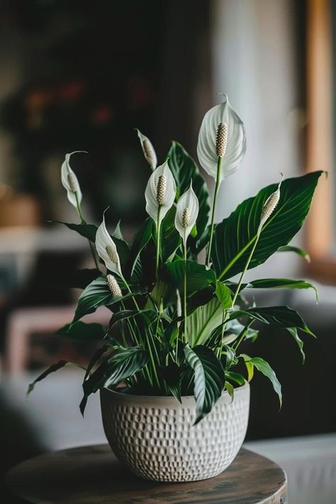 How To Trim A Peace Lily: Plant Grooming Peace Lilly Plants Decor, Beautiful Plants Houseplant, Peace Lily Aesthetic, Japanese Peace Lily, Kayla Aesthetic, Boutique Plan, Luxe Apartment, Lilly Plants, Peace Lilies