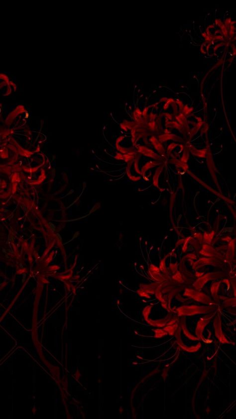 Dark Red Phone Wallpaper, Dark Red And Black Wallpaper, Red Spider Lily Aesthetic, Red And Black Wallpaper Aesthetic, Spider Lily Aesthetic, Red Spider Lily Wallpaper, Spider Lily Wallpaper, Red Flower Background, Blood Wallpaper