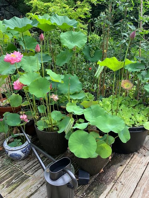 Lotus Pot Water Garden, Lotus Flower Plant Indoor, Growing Lotus Indoors, Lotus Pond Garden, Lotus Flower Garden, Growing Lotus, Lotus Flower Pond, Small Water Gardens, Fine Gardening Magazine