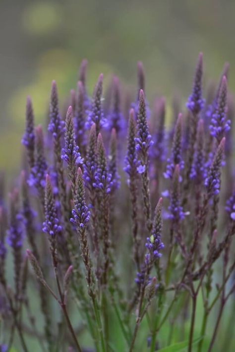 Benefits of Blue Vervain: A Versatile Native Herb - Euphoric Herbals Benefits Of Blue Vervain, Blue Vervain Magical Properties, Euphoric Herbs, Blue Vervain Benefits, Vervain Plant, Colorado Plants, Verbena Hastata, Blue Vervain, Goddess Garden