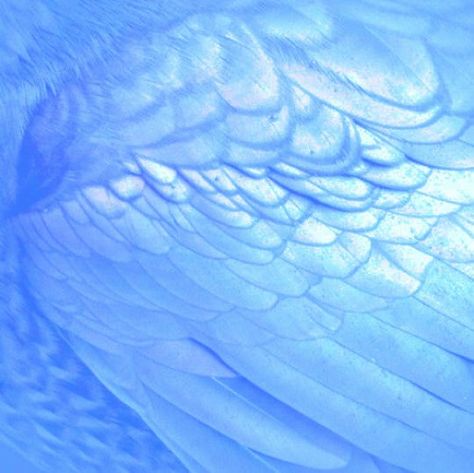 Angel Wing Aesthetic, Wing Aesthetic, Light Blue Aesthetic, Blue Angel, Princess Celestia, Angel Aesthetic, Blue Wings, Blue Angels, Love Blue