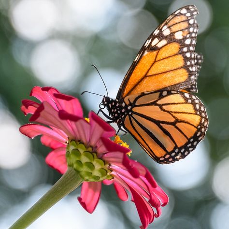 Monarch Butterfly Tattoo With Flowers, Monarch Butterfly Drawing, Monarch Butterflies Photography, Monarch On Flower, Monarch Butterflies Art, Monarch Butterfly On Flower, Nursery Wall Painting, Monarch Butterfly Tattoo, Yellow Monarch Butterfly