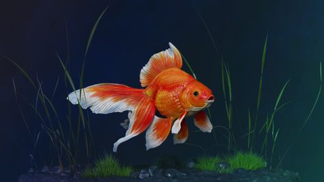 ArtStation - Fantail Goldfish, Eniya Lakshmanan Fantail Goldfish, Imagination Art, Aquarium Design, Adventure Awaits, Goldfish, Fish Pet, Fish, Drawings, Animals