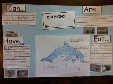 Kindergarten research project on dolphins... Dolphin Project, Ocean Unit, Kindergarten Rocks, Primary Science, Nonfiction Writing, Elementary Library, Inquiry Based Learning, Research Writing, Social Studies Activities