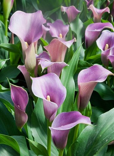 Calla Lily Bulbs, Arum Lily, Flower Identification, Calla Lily Flowers, Lily Bulbs, Lily Bloom, Plant Combinations, Buy Plants, Planting Bulbs