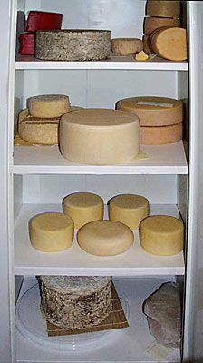 Cheese Sauces, Cheese Recipes Homemade, Cheese Cave, Cheese Making Recipes, Goat Milk Recipes, Diy Cheese, Butter Cheese, Homemade Cheese, No Dairy Recipes