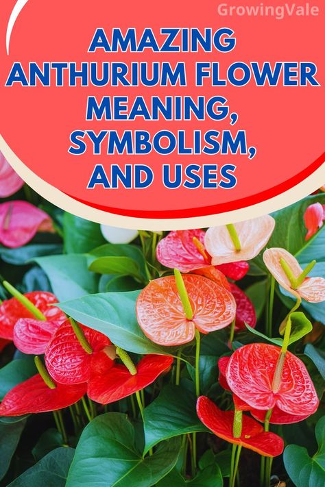 Anthurium Flower Meaning Anthurium Arrangement, Plant Meanings, Peace Lily Flower, Anthurium Plant, Anthurium Flower, Lucky Plant, Flamingo Flower, Red Blossoms, Flower Meanings