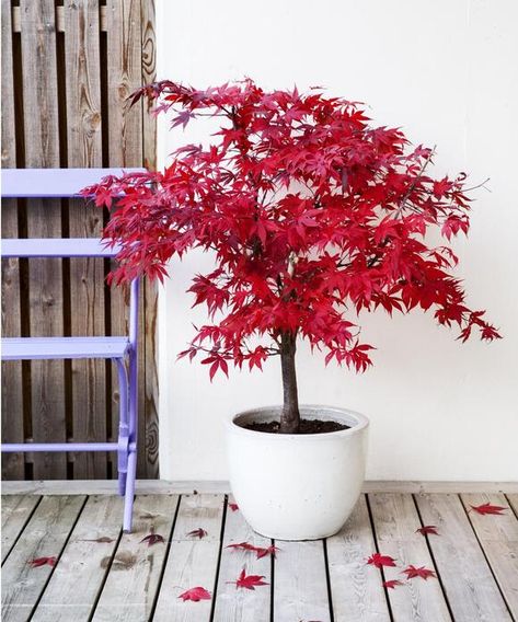 How to grow Japanese maples in pots – the perfect statement trees for any outdoor space - NewsBreak Potted Japanese Maple Tree, Japanese Maple Tree In Pot, Japanese Maple In Pot Planters, Japanese Maple Pot, Fireglow Japanese Maple Tree, Potted Trees Patio, Ukigumo Japanese Maple, Japanese Maple Varieties, Fruit Bearing Trees