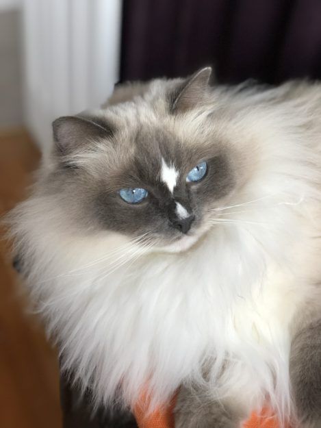 Ragdolls are some of the most beloved cat breeds in the entire world due to their fascinating looks, but most importantly, due to their amazing personality. Siamese Cats Blue Point, Animals Jokes, Cat Whisperer, Cat Personalities, Cat Spray, Blue Point, Ragdoll Kitten, Beautiful Cat Breeds, Jokes Funny