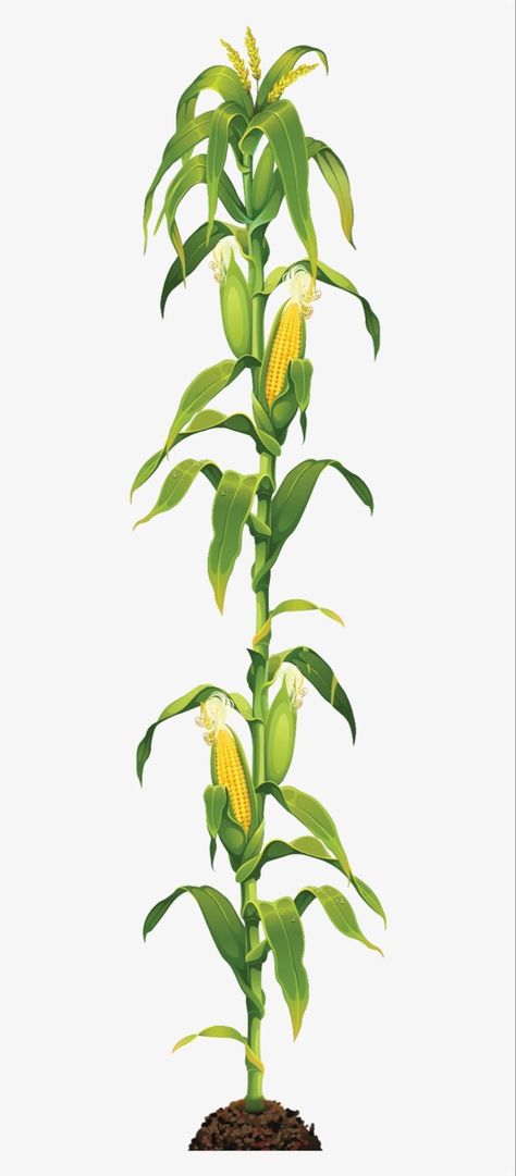 Corn Stalks, Corn Plant, Sweet Corn, Botany, Png Image, Corn, Plant Leaves, Google Search, Plants