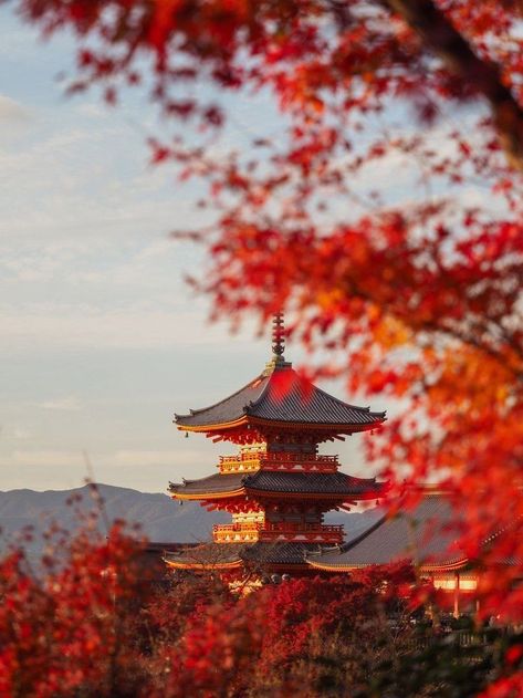 Japan Travel Photography, Japan Autumn, Tokyo Japan Travel, Japan Landscape, Japan Photography, Landscape Photography Tips, Photography Beach, Tokyo Travel, Red Leaves