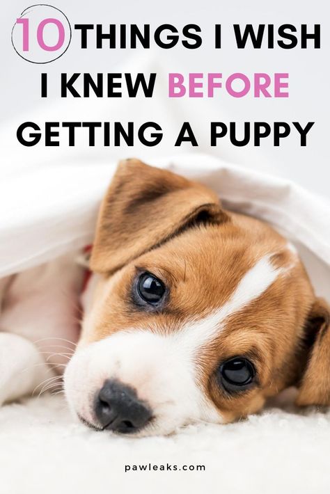 There are hundreds of things to know before getting a puppy. Including thorough research on the breed you would like to get, finding a responsible breeder, buying all the needed supplies and so on. Your home will need to be puppy-proofed and the first things you will put your focus on are socialization, potty training, crate training, and leash training. Although I already knew a lot about dogs back then, raising a puppy was definitely different than I expected it to be. #puppies #gettingapuppy Puppy Schedule, Puppy Training Schedule, New Puppy Checklist, Puppy Checklist, Crate Training Puppy, Puppy Time, Puppy Crate, Puppies Tips, Puppy Proofing