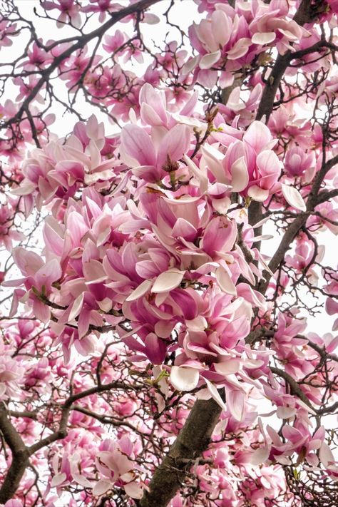 pink magnolia tree in paris Pink Magnolia Aesthetic, Magnolias Aesthetic, Magnolia Aesthetic, Pink Magnolia Tree, Spring In Paris, Perfect Photography, Springtime In Paris, Magnolia Tree, Eliza Doolittle