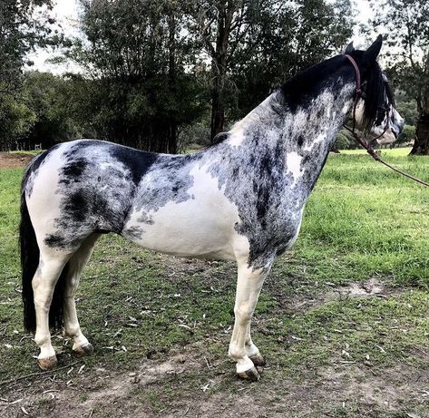 Horses are smart, majestic creatures. Except for the ones that aren't. Twitter user @mckellogs has just posted a thread, portraying the way their family are preparing for the impending snowmageddon, and it's their horse Tango that needs the most attention. Black Roan Horse, Rare Horse Coats, Cool Horse Coats, Unique Horse Coats, Criollo Horse, Rare Horse Colors, Horses Funny, Shire Horses, Horse Poses