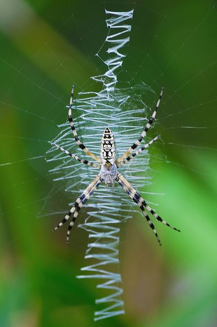 Writing Spider - Black & Yellow Argiope (Argiope Aurantia) Orb Spider, Arachnids Spiders, Spider Species, Spider Costume, Cnidaria, Spider Art, Beautiful Bugs, Creepy Crawlies, Arthropods