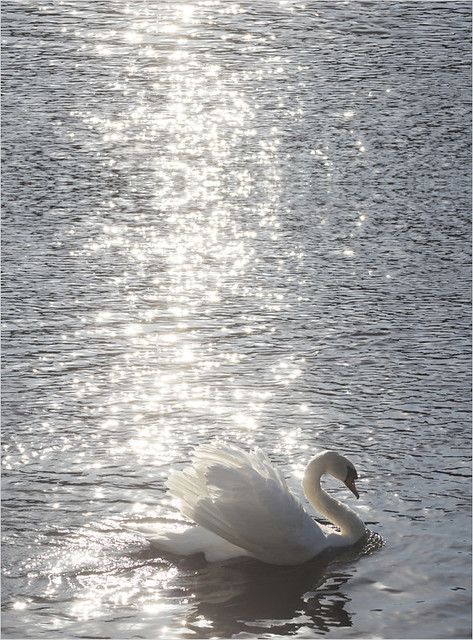 Swan Wallpaper, Wedding 2025, White Swan, Pretty Animals, Swan Lake, Ethereal Art, Nature Aesthetic, Swans, White Aesthetic